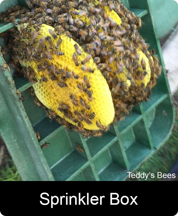 Picture of a live bee removal from a sprinkler valve box.
 nav link image
