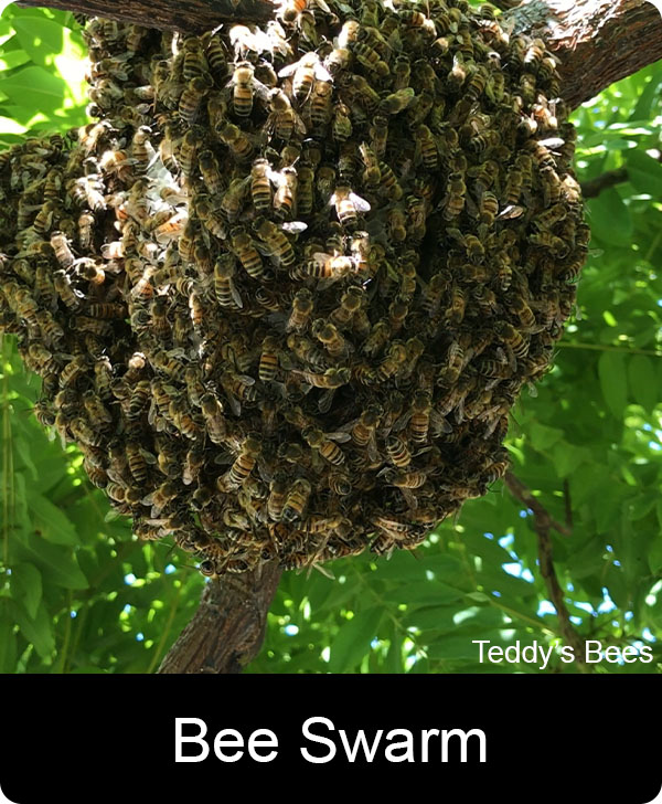 Picture of a live bee removal from a tree branch
. nav link image