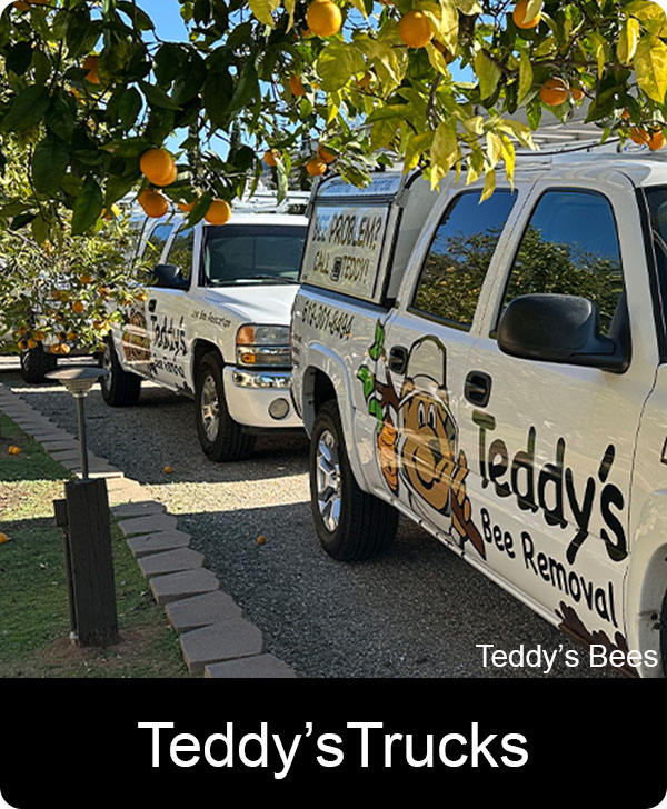 Picture of teddys bee removal company work trucks