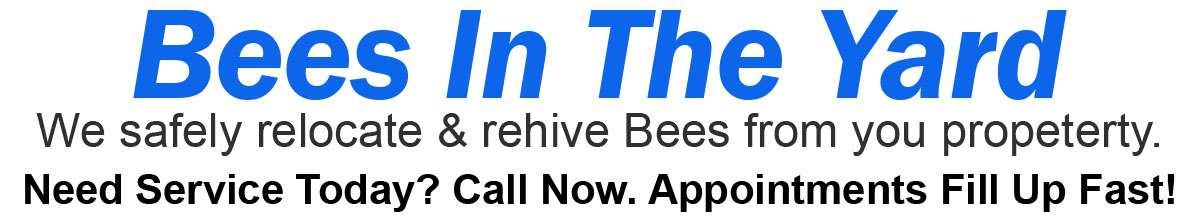 Teddys Bee Removal company logo with text that says, Live Bee Removal. Bees in your Yard? Need service today? Call now. Appointments fill up fast
